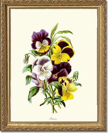 Pansies | Flower/Floral Art Print