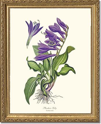 Lily, Plantain | Flower/Floral Art Print
