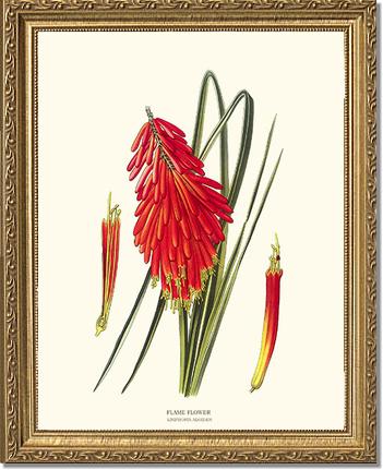 Flame Flower | Flower/Floral Art Print