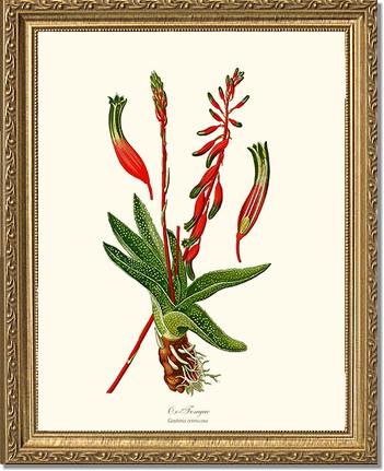 Gasteria verrucosa | Flower/Floral Art Print