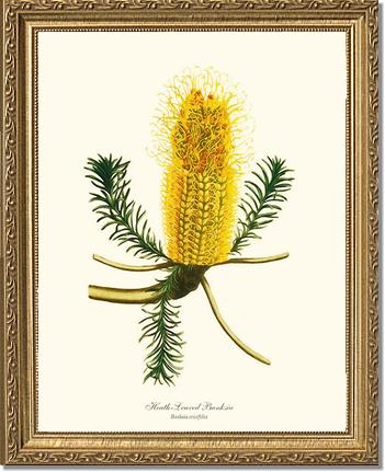 Banksia | Flower/Floral Art Print