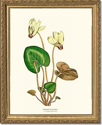 Cyclamen, Persian | Flower/Floral Art Print