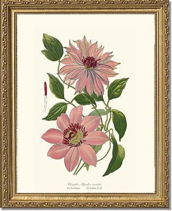 Clematis, Garden | Flower/Floral Art Print