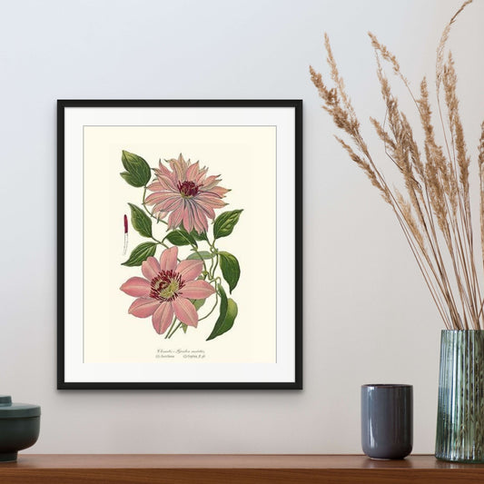 Clematis, Garden | Flower/Floral Art Print