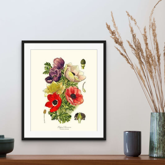 Anemone, Poppy | Flower/Floral Art Print