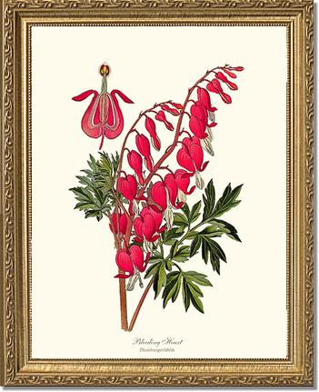 Bleeding Heart | Flower/Floral Art Print
