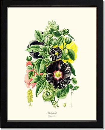 Hollyhock | Flower/Floral Art Print