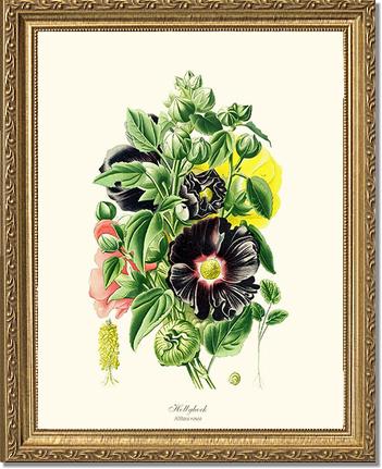 Hollyhock | Flower/Floral Art Print