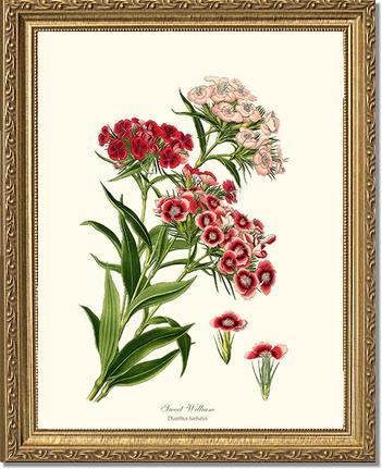 Sweet William | Flower/Floral Art Print
