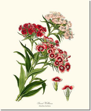 Flower Floral Print: Sweet William