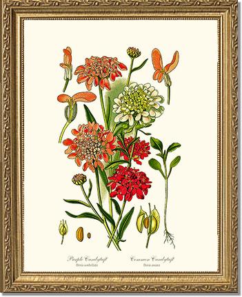 Candytuft | Flower/Floral Art Print