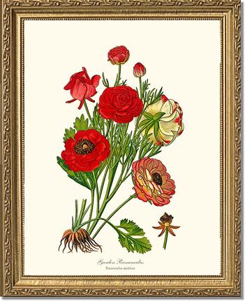 Ranunculus, Garden | Flower/Floral Art Print