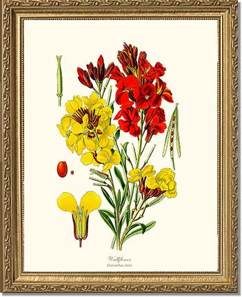 Wallflower | Flower/Floral Art Print