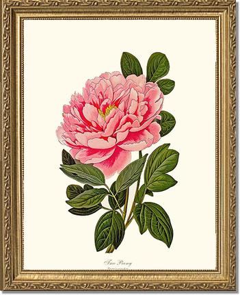 Peony, Tree | Flower/Floral Art Print