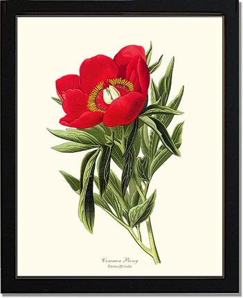 Peony, Common | Flower/Floral Art Print