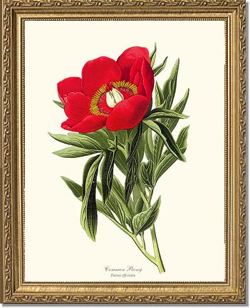 Peony, Common | Flower/Floral Art Print
