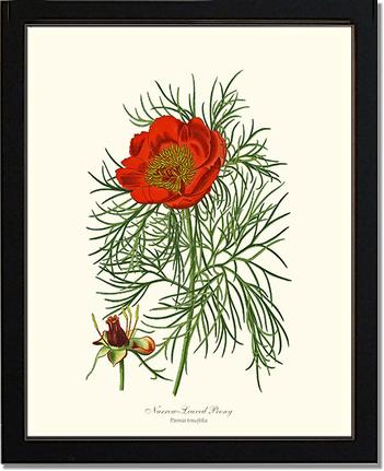 Peony, Narrow-Leaved | Flower/Floral Art Print