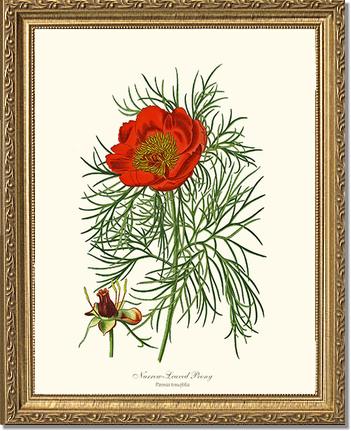 Peony, Narrow-Leaved | Flower/Floral Art Print