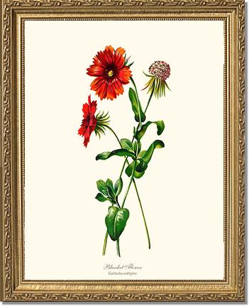 Blanket Flower | Flower/Floral Art Print