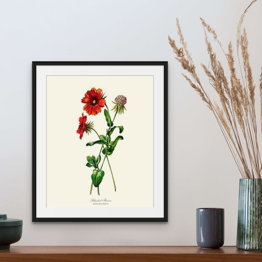 Blanket Flower | Flower/Floral Art Print