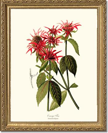 Oswego Tea | Flower/Floral Art Print