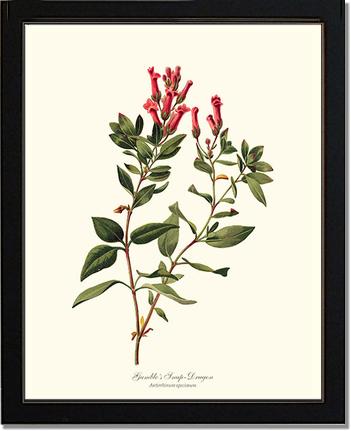 Snap-Dragon, Gambles | Flower/Floral Art Print