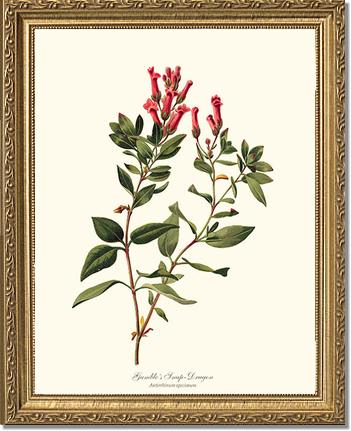 Snap-Dragon, Gambles | Flower/Floral Art Print