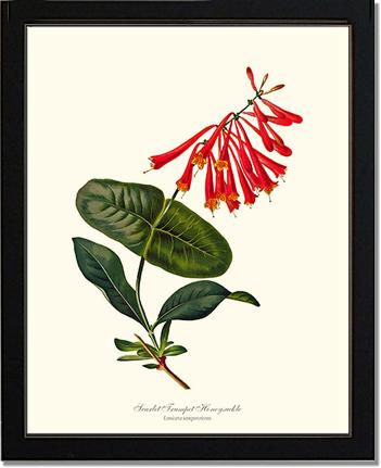 Honeysuckle, Scarlet Trumpet | Flower/Floral Art Print