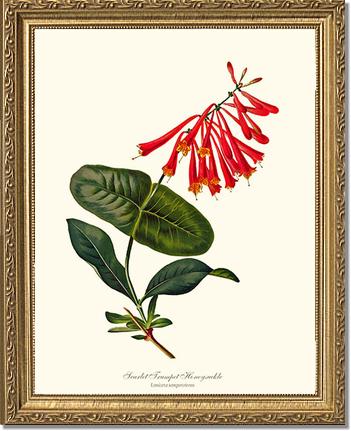 Honeysuckle, Scarlet Trumpet | Flower/Floral Art Print