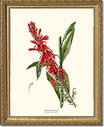 Cardinal Flower | Flower/Floral Art Print