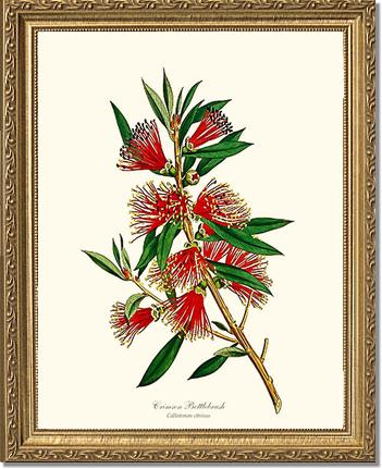 Crimson Bottlebrush | Flower/Floral Art Print
