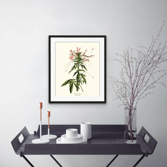 Cleome, Prickly | Flower/Floral Art Print