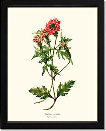 Verbena, Aublets | Flower/Floral Art Print