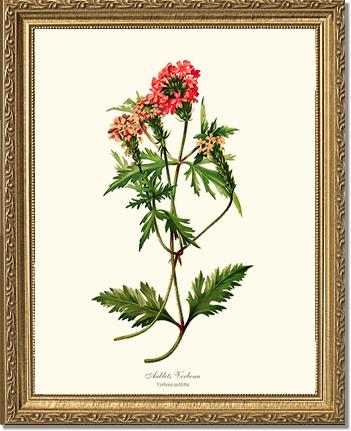 Verbena, Aublets | Flower/Floral Art Print