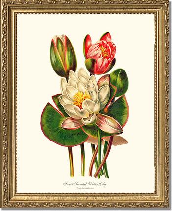 Lily, Water Sweet Scented | Flower/Floral Art Print