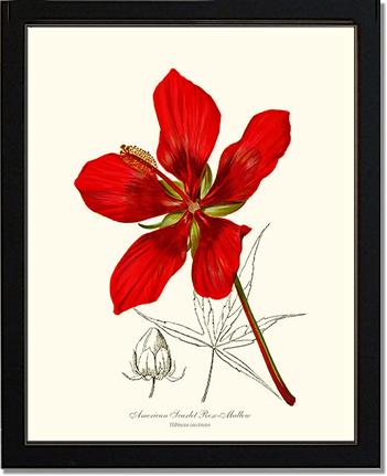 Mallow, Scarlet Rose | Flower/Floral Art Print