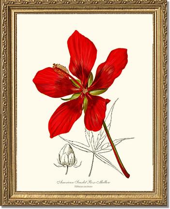 Mallow, Scarlet Rose | Flower/Floral Art Print