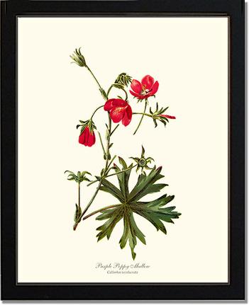 Mallow, Purple Poppy | Flower/Floral Art Print