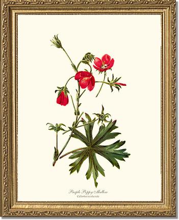 Mallow, Purple Poppy | Flower/Floral Art Print