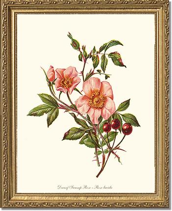 Rose Wall Art Print: Dwarf Wild Rose - Vintage Botanical Wall Decor- Charting Nature