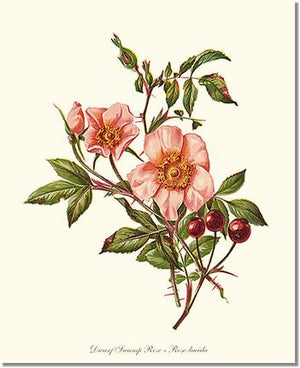 Rose Print: Dwarf Wild Rose
