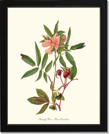 Rose Wall Art Print: Swamp Rose - Vintage Botanical Wall Decor- Charting Nature