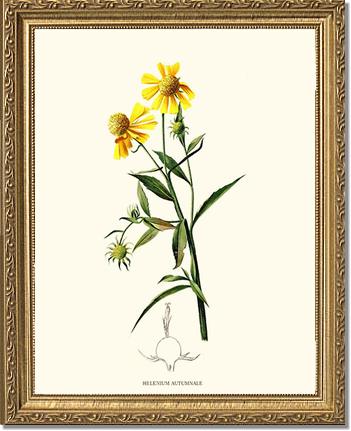 Sneezewort, Autumn | Flower/Floral Art Print