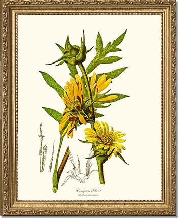 Compass Plant | Flower/Floral Art Print