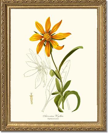 Wyethia, Arizonian | Flower/Floral Art Print