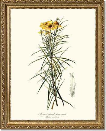 Sneezewort, Slender-Leaved | Flower/Floral Art Print