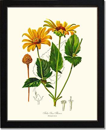 Sun Flower, False | Flower/Floral Art Print
