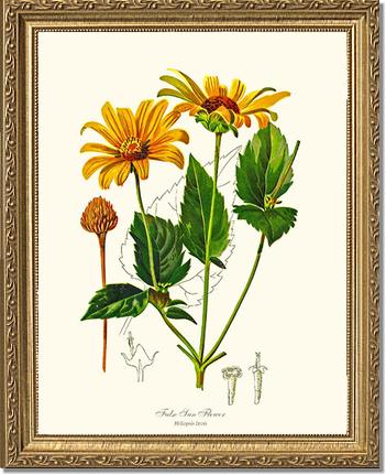 Sun Flower, False | Flower/Floral Art Print