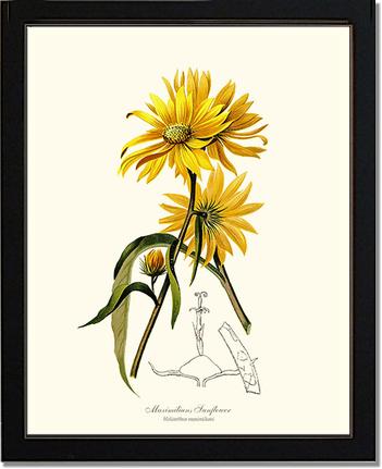 Sunflower, Maximilians | Flower/Floral Art Print