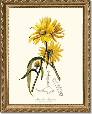 Sunflower, Maximilians | Flower/Floral Art Print